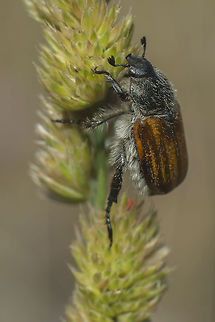 Anisoplia baetica Anisoplia baetica Anisoplia baetica,Coleoptera,Spring,beetle,biodiversity,insecta,insects