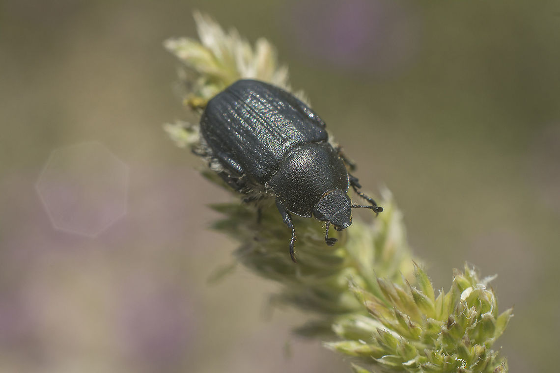 Anisoplia baetica Anisoplia baetica Anisoplia baetica,Coleoptera,beetle,biodiversity,insecta,insects,spring