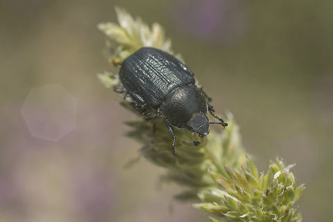 Anisoplia baetica Anisoplia baetica Anisoplia baetica,Coleoptera,beetle,biodiversity,insecta,insects,spring