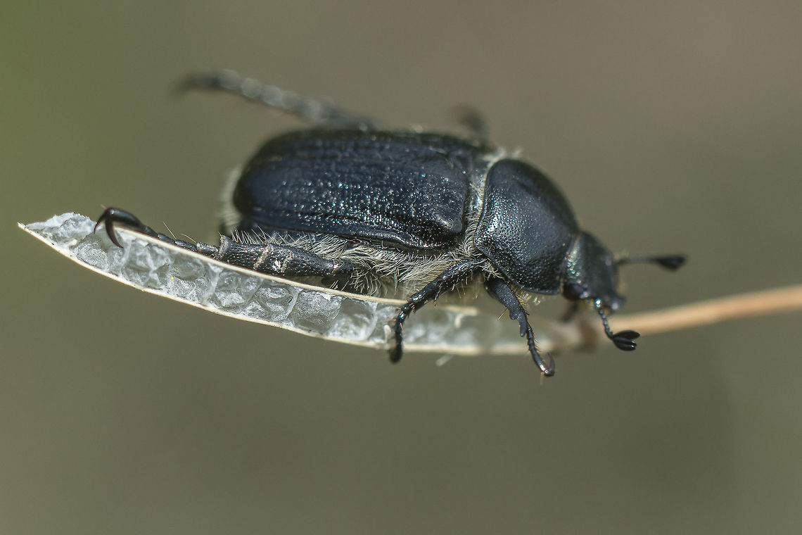 Anisoplia baetica Anisoplia baetica Anisoplia baetica,Coleoptera,Spring,beetle,biodiversity,insecta,insects