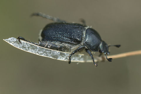 Anisoplia baetica
