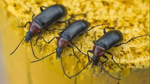 Three... ...but they were by the hundreds ;o) on Thapsia and all over the place from Asteraceae to Apiaceae, on every blooming flower... This three were on a yellow painted landmark, and they were talking about... :D Geotagged,Heliotaurus ruficollis,Portugal,Spring,beetle,biodiversity,cole&oacute;ptera,insecta,insects,spring