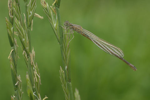 First flight Immature female Ischnura graellsii after the first flight :)
This immature was amongst the nearby water vegetation freshly emerged, when it was disturbed by a by photographer ;o) This was the first place where she looked the surroundings. Damsel's immature wings are pearl crystal marble.  Iberian bluetail,Ischnura graellsii,Ischnurinae,arthropoda,biodiversity,coenagrionidae,damselfly,insects,odonata,zygoptera