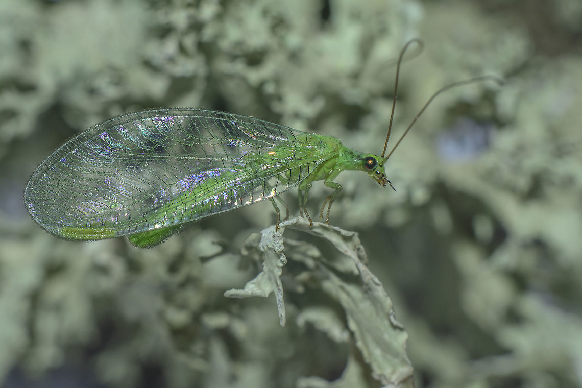 Chrysopa  Chrysopa,Chrysopidae,Lacewing,Neuroptera