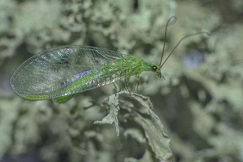 Chrysopa  Chrysopa,Chrysopidae,Lacewing,Neuroptera