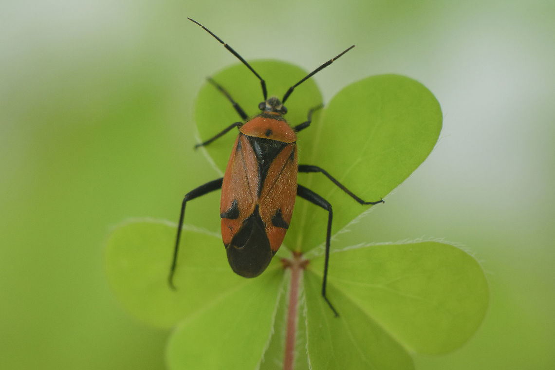 Brachycoleus triangularis Brachycoleus triangularis<br />
Please confirm* Brachycoleus triangularis,biodiversity,bugs,hemiptera,heteroptera,insecta,insects,spring
