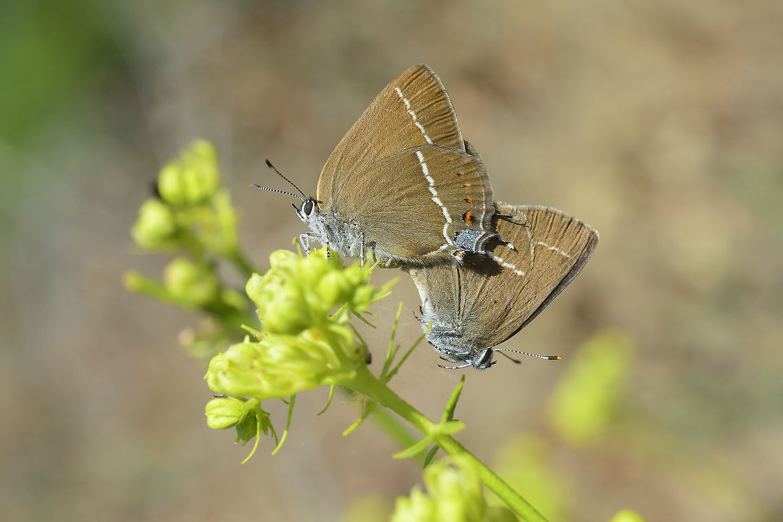 Satyrium spini Satyrium spini, copula.<br />
on Ruta montana Blue spot hairstreak,Lycaenidae,Satyrium spini,arthopoda,butterfly,insecta,insects,ruta montana,spring