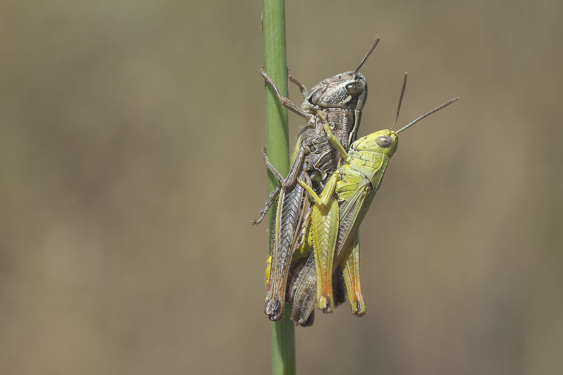 Chorthippus apicalis Chorthippus apicalis, copula Chorthippus apicalis,acrididae,biodiversity,grasshopper,insecta,insects,orthoptera,spring