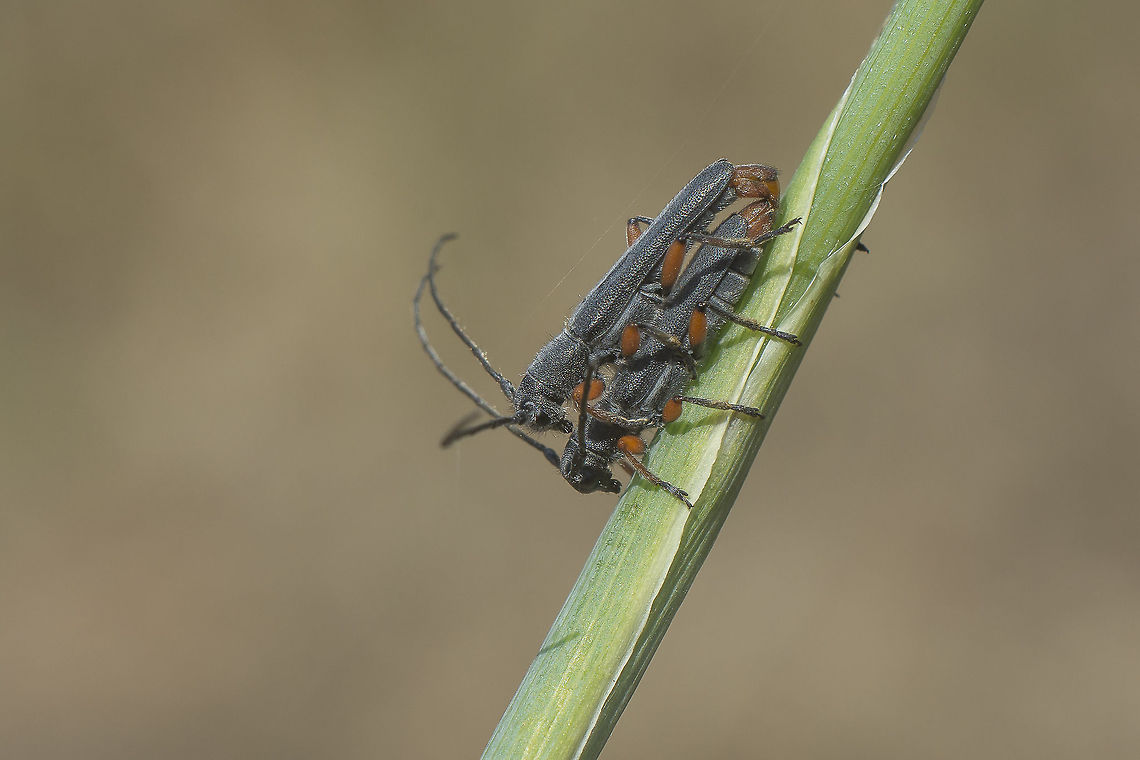 Phytoecia erythrocnema Phytoecia erythrocnema, copula.<br />
Side view Phytoecia erythrocnema,biodiversity,cerambycidae,coleoptera,insecta,insects,spring