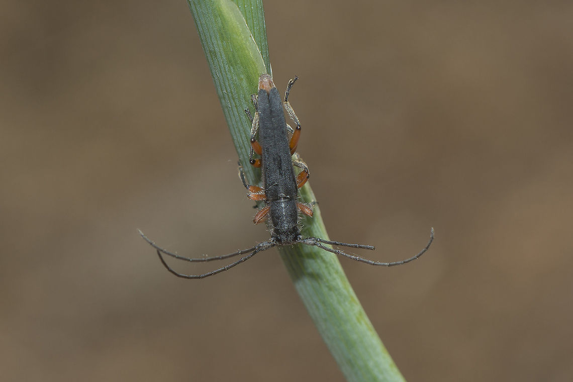 Phytoecia erythrocnema Phytoecia erythrocnema, copula.<br />
Top view Phytoecia erythrocnema,biodiversity,cerambycidae,coleoptera,insecta,insects,spring