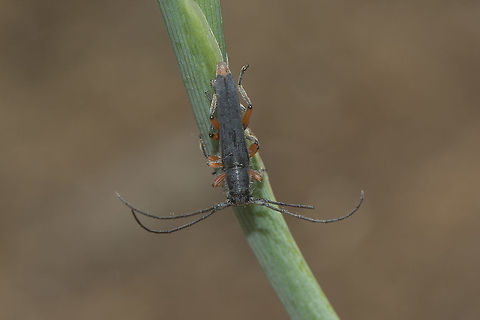 Phytoecia erythrocnema Phytoecia erythrocnema, copula.
Top view Phytoecia erythrocnema,biodiversity,cerambycidae,coleoptera,insecta,insects,spring
