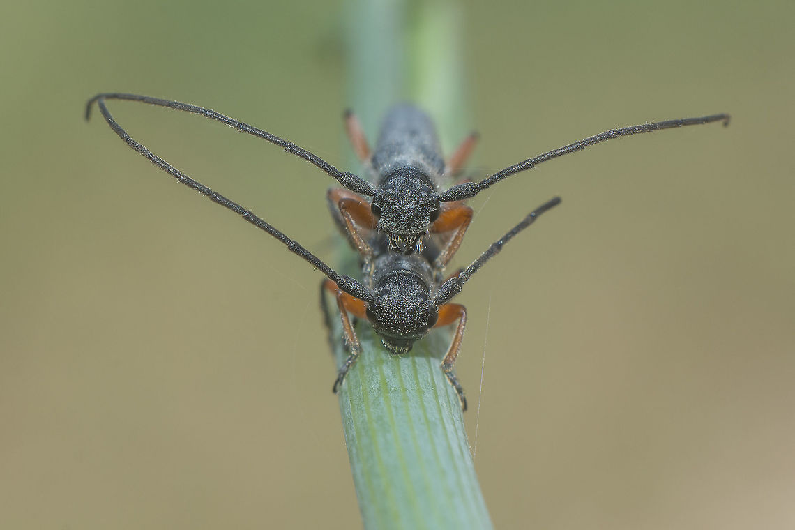 Phytoecia erythrocnema Phytoecia erythrocnema, copula.<br />
Front (head) view Phytoecia erythrocnema,biodiversity,cerambycidae,coleoptera,insecta,insects,spring