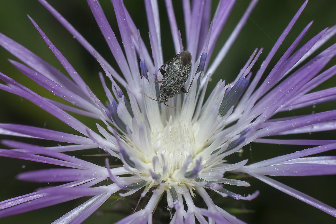 I am so small Miridae<br />
?Phoenicocoris obscurellus<br />
~3mm