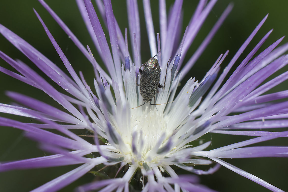 I am so small Miridae<br />
?Phoenicocoris obscurellus<br />
~3mm