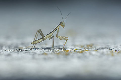 Iris oratoria Iris oratoria nymph (1st instar?)
I've counted seven recently hatched I. oratoria ooteca's nearby, and lots of nymphs everywhere.
This one was above the well.

Exif: 50mm 1.8 | f/11 | 48mm Ext. Iris oratoria,Mediterranean mantis,arthopoda,biodiversity,insecta,insects,mantids,mantodea,spring