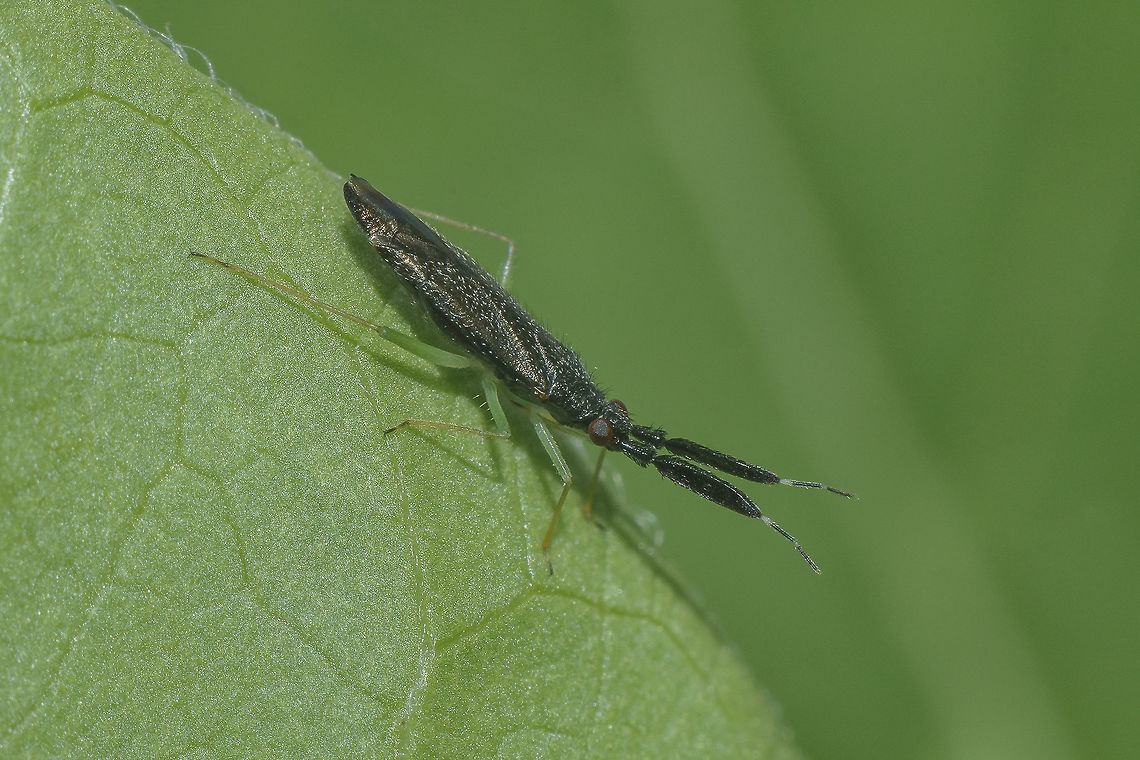 Heterotoma planicornis Heterotoma planicornis Heterotoma planicornis,biodiverity,bugs,hemiptera,heteroptera,insecta,insects,miridae,spring