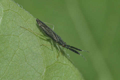 Heterotoma planicornis Heterotoma planicornis Heterotoma planicornis,biodiverity,bugs,hemiptera,heteroptera,insecta,insects,miridae,spring