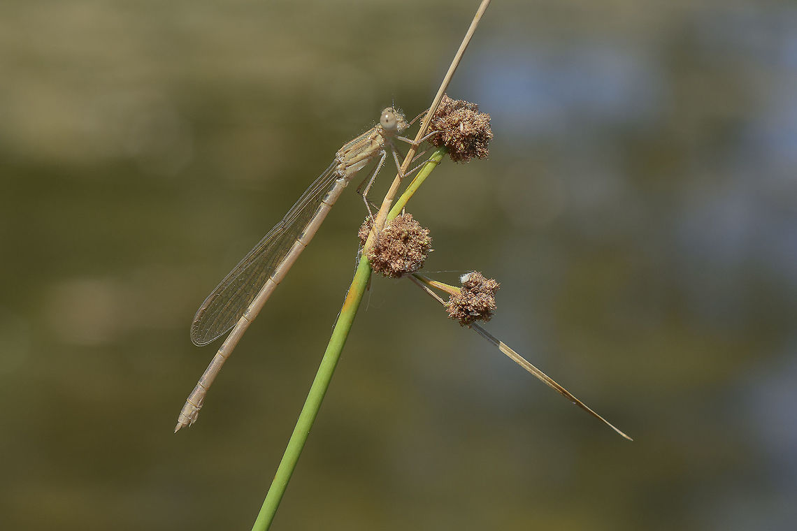 Sympecma fusca Sympecma fusca, female teneral Common Winter Damselfly,Sympecma fusca,biodiversity,damselfly,lestidae,odonata,summer,zygoptera