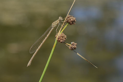Sympecma fusca Sympecma fusca, female teneral Common Winter Damselfly,Sympecma fusca,biodiversity,damselfly,lestidae,odonata,summer,zygoptera