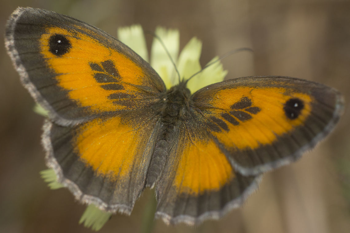 Pyronia cecilia Pyronia cecilia<br />
Dorsal, close up macro.<br />
Thanks butterfly :)<br />
 Pyronia cecilia,Southern gatekeeper,butterfly,insecta,insects,lepidoptera,rhopalocera,satyrinae,summer