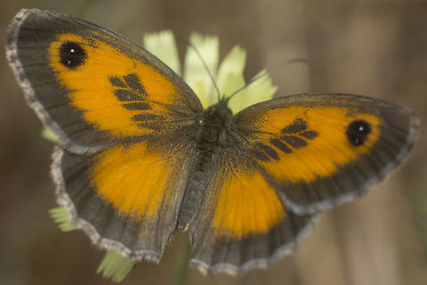 Southern gatekeeper