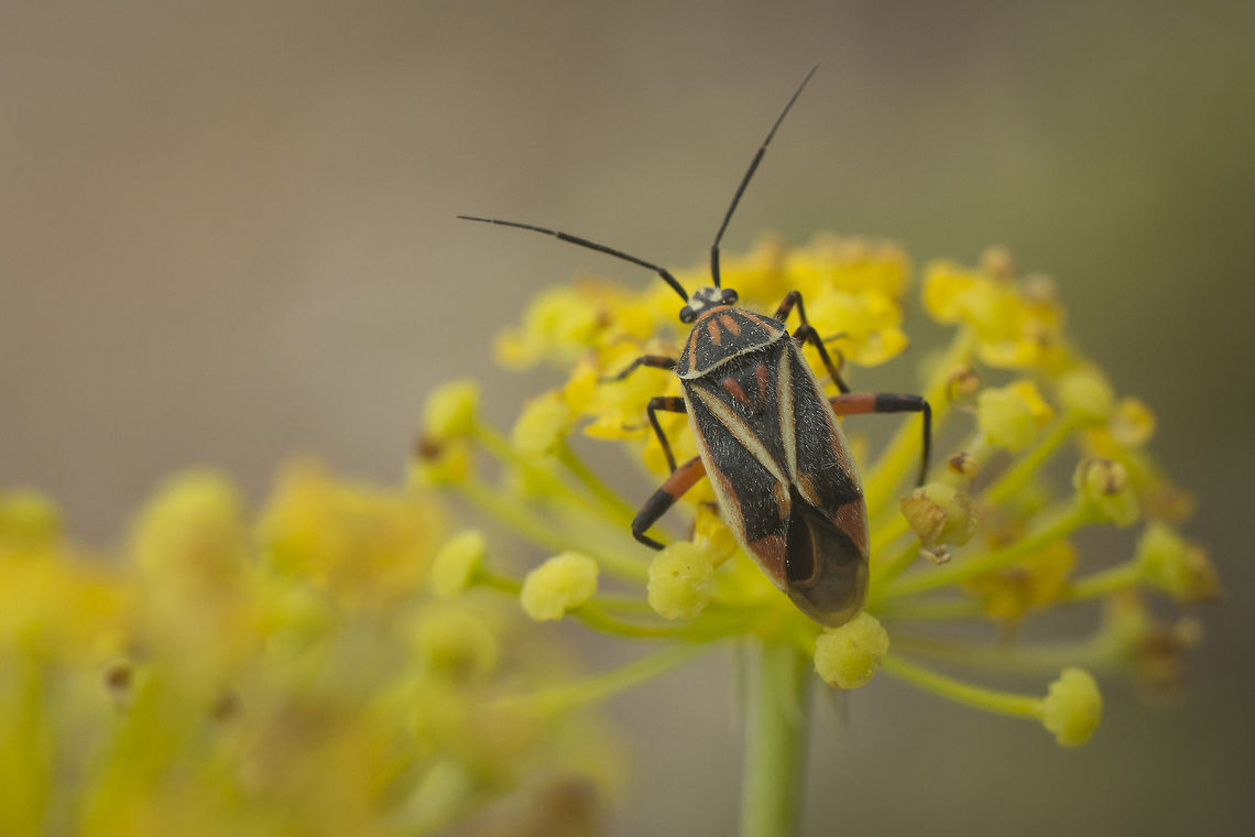 Brachycoleus sexvittatus Miridae (female)<br />
Feeding on Elaeoselinum foetidum<br />
<br />
Lateral view, here:<br />
<figure class="photo"><a href="https://www.jungledragon.com/image/61901/brachycoleus_sexvittatus.html" title="Brachycoleus sexvittatus"><img src="https://s3.amazonaws.com/media.jungledragon.com/images/2527/61901_thumb.jpg?AWSAccessKeyId=05GMT0V3GWVNE7GGM1R2&Expires=1770854410&Signature=pAp%2BNb94dRrKgPvXpWQ0VmnwaTI%3D" width="200" height="134" alt="Brachycoleus sexvittatus Miridae (female)<br />
Lateral view. Brachycoleus sexvittatus,Miridae,biodiversity,bugs,hemiptera,heteroptera,insecta,insects,summer" /></a></figure> Brachycoleus sexvittatus,Miridae,biodiversity,bugs,hemiptera,heteroptera,insecta,insects,summer