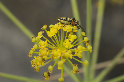Brachycoleus sexvittatus Miridae (female)
Lateral view. Brachycoleus sexvittatus,Miridae,biodiversity,bugs,hemiptera,heteroptera,insecta,insects,summer
