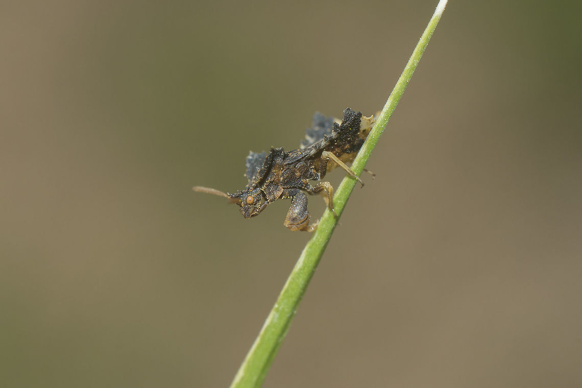 Phymata monstrosa Reduviidae<br />
Phymata monstrosa<br />
<a href="https://www.galerie-insecte.org/galerie/esp-page.php?gen=Phymata&amp;esp=monstrosa" rel="nofollow">https://www.galerie-insecte.org/galerie/esp-page.php?gen=Phymata&amp;esp=monstrosa</a><br />
 Hemiptera,Phymata monstrosa,biodiversity,bugs,heteroptera,phymata