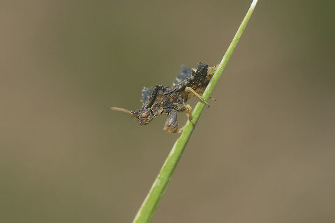 Phymata monstrosa Reduviidae
Phymata monstrosa
https://www.galerie-insecte.org/galerie/esp-page.php?gen=Phymata&esp=monstrosa
 Hemiptera,Phymata monstrosa,biodiversity,bugs,heteroptera,phymata