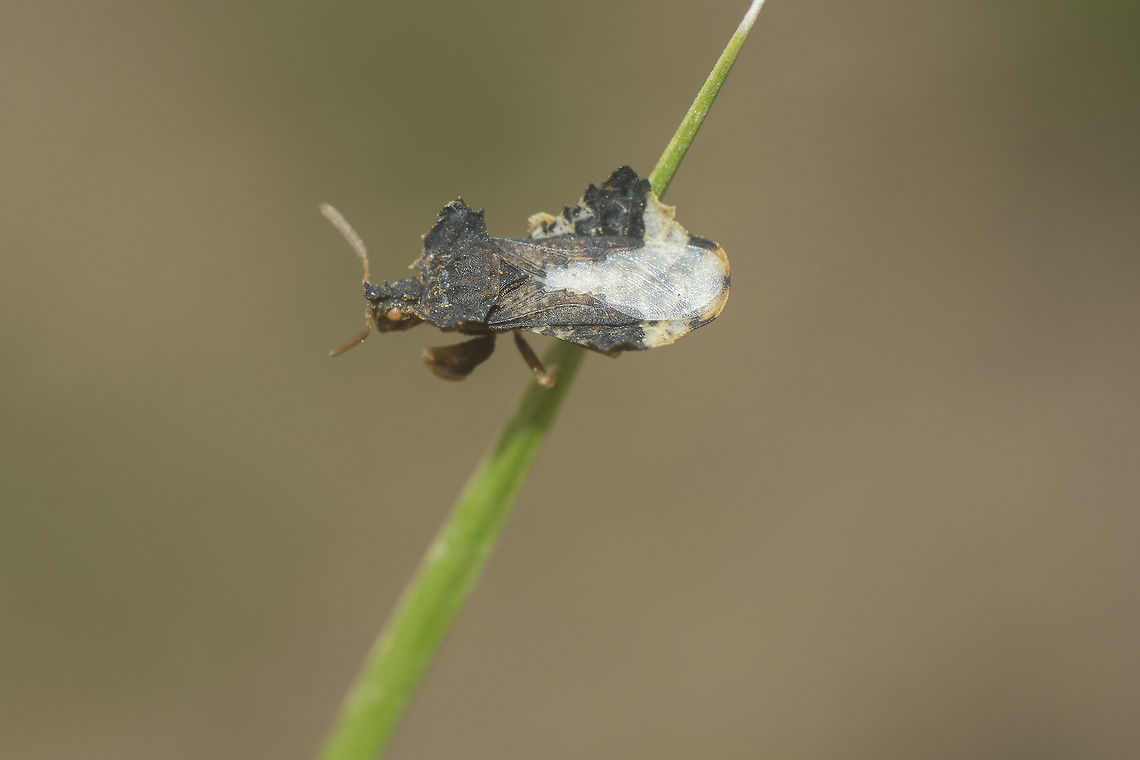 Phymata monstrosa Reduviidae<br />
Phymata monstrosa Hemiptera,Phymata monstrosa,biodiversity,bugs,heteroptera,phymata