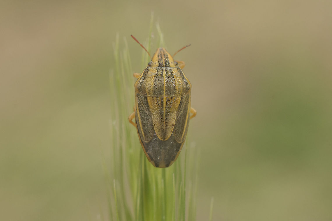 Aelia acuminata Pentatomidae<br />
Aelia acuminata<br />
<br />
Lateral view<br />
<figure class="photo"><a href="https://www.jungledragon.com/image/62225/aelia_acuminata.html" title="Aelia acuminata"><img src="https://s3.amazonaws.com/media.jungledragon.com/images/2527/62225_thumb.jpg?AWSAccessKeyId=05GMT0V3GWVNE7GGM1R2&Expires=1769040010&Signature=552%2BaFJJ1S%2FXwHYHuGyEU0qpI90%3D" width="200" height="134" alt="Aelia acuminata Pentatomidae<br />
Aelia acuminata Aelia acuminata,Bishop's Mitre,Pentatomidae,biodiversity,bugs,hemiptera,heteroptera,insecta,insects,summer" /></a></figure><br />
<br />
Dorso lateral view<br />
<figure class="photo"><a href="https://www.jungledragon.com/image/62226/aelia_acuminata.html" title="Aelia acuminata"><img src="https://s3.amazonaws.com/media.jungledragon.com/images/2527/62226_thumb.jpg?AWSAccessKeyId=05GMT0V3GWVNE7GGM1R2&Expires=1769040010&Signature=8%2BHzQU85h8P97Pcwc%2BmIwpZgs%2BA%3D" width="200" height="134" alt="Aelia acuminata Pentatomidae<br />
Aelia acuminata Aelia acuminata,Bishop's Mitre,Pentatomidae,biodiversity,bugs,hemiptera,heteroptera,insecta,insects,summer" /></a></figure> Aelia acuminata,Bishop's Mitre,Pentatomidae,biodiversity,bugs,hemiptera,heteroptera,insecta,insects,summer