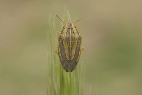 Aelia acuminata Pentatomidae
Aelia acuminata

Lateral view
https://www.jungledragon.com/image/62225/aelia_acuminata.html

Dorso lateral view
https://www.jungledragon.com/image/62226/aelia_acuminata.html Aelia acuminata,Bishop's Mitre,Pentatomidae,biodiversity,bugs,hemiptera,heteroptera,insecta,insects,summer