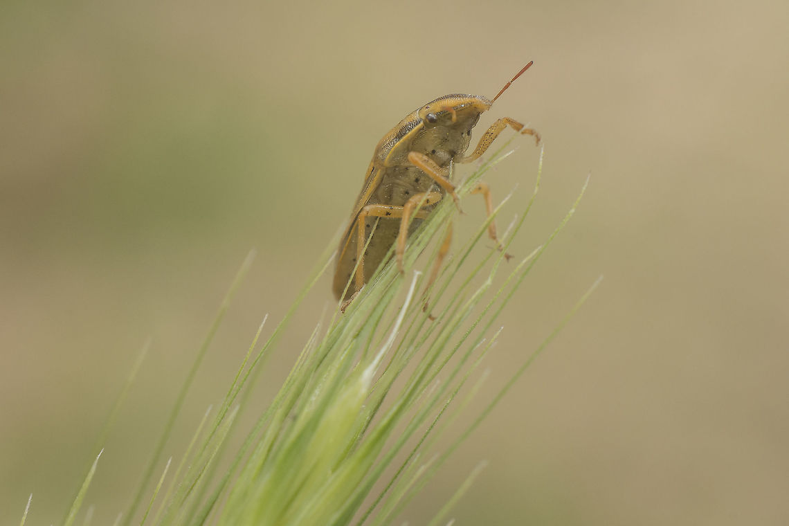 Aelia acuminata Pentatomidae<br />
Aelia acuminata Aelia acuminata,Bishop's Mitre,Pentatomidae,biodiversity,bugs,hemiptera,heteroptera,insecta,insects,summer