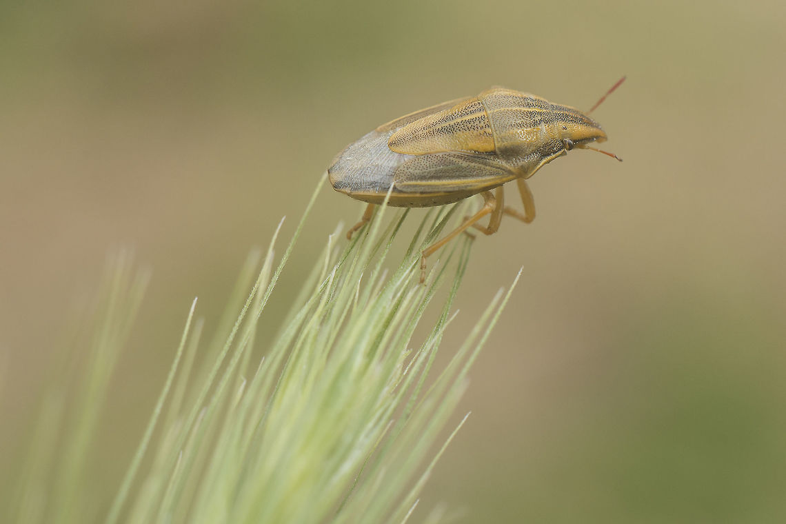 Aelia acuminata Pentatomidae<br />
Aelia acuminata Aelia acuminata,Bishop's Mitre,Pentatomidae,biodiversity,bugs,hemiptera,heteroptera,insecta,insects,summer