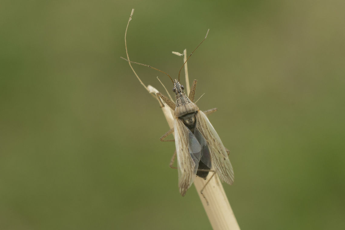 Nabis capsiformis Nabidae<br />
Nabis capsiformis Nabis capsiformis,biodiversity,bugs,hemiptera,heteroptera,insecta,insects,nabidae,summer