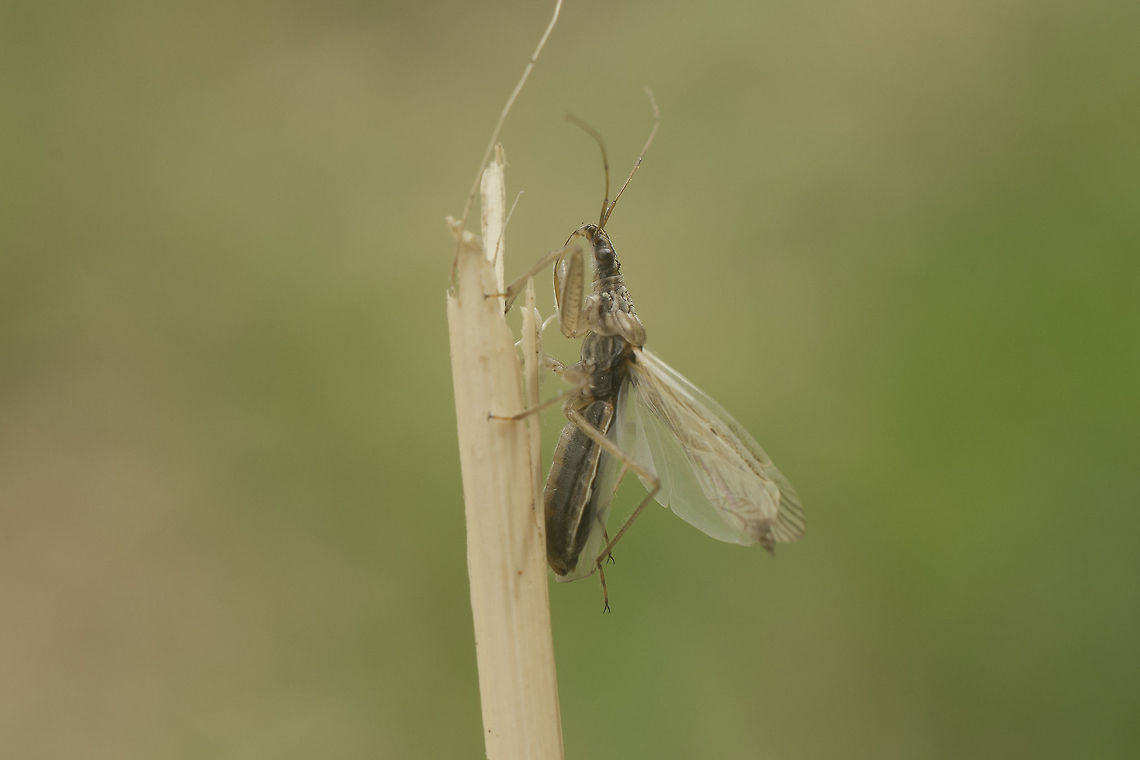 Nabis capsiformis Nabidae<br />
Nabis capsiformis Nabis capsiformis,Summer,biodiversity,bugs,hemiptera,heteroptera,insecta,insects,nabidae