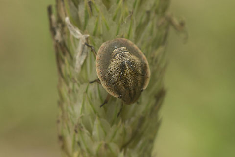 Eurygaster nymph Pentatomidae
Aelia acuminata nymph?

Eurygaster sp. 4th instar nymph
 Pentatomidae,biodiversity,bugs,hemiptera,heteroptera,insecta,insects,nymph,summer