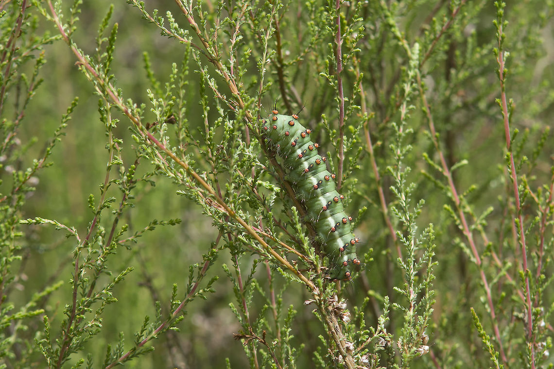 Saturnia pavonia Saturnia pavonia<br />
feeding on Calluna vulgaris Saturnia pavonia,Small Emperor Moth,biodiversity,butterfly,heterocera,insecta,insects,moth