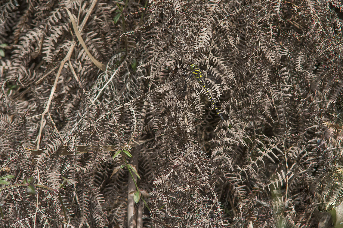 Eyes wide open Cordulegater boltonii camouflaged in the vegetation Cordulegaster boltonii,Cordulegater boltonii,Golden-ringed dragonfly