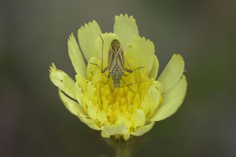 cf. Hoplomachus thunbergii Miridae
could this be an immature (recently mold) of Hoplomachus thunbergii?
The two lateral markings on the pronotum were the best match I've found so far...
Thanks! Hoplomachus thunbergii,Miridae,biodiversity,bugs,hemiptera,heteroptera,insecta,insects,summer