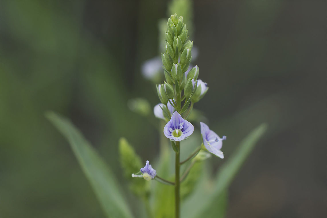 Veronica anagallis-aquatica Veronica anagallis-aquatica Veronica anagallis-aquatica