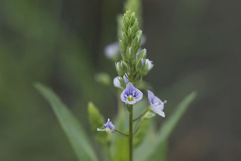 Veronica anagallis-aquatica Veronica anagallis-aquatica Veronica anagallis-aquatica