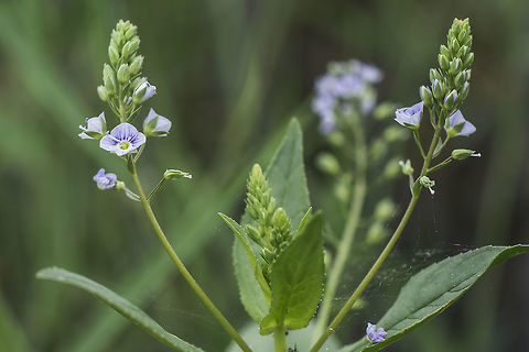 Veronica anagallis-aquatica  Veronica anagallis-aquatica