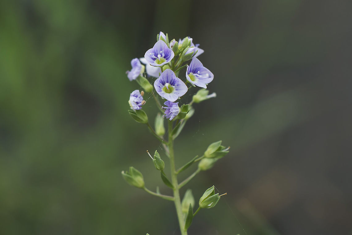 Veronica anagallis-aquatica Veronica anagallis-aquatica Veronica anagallis-aquatica