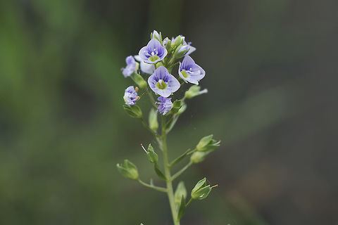Veronica anagallis-aquatica Veronica anagallis-aquatica Veronica anagallis-aquatica