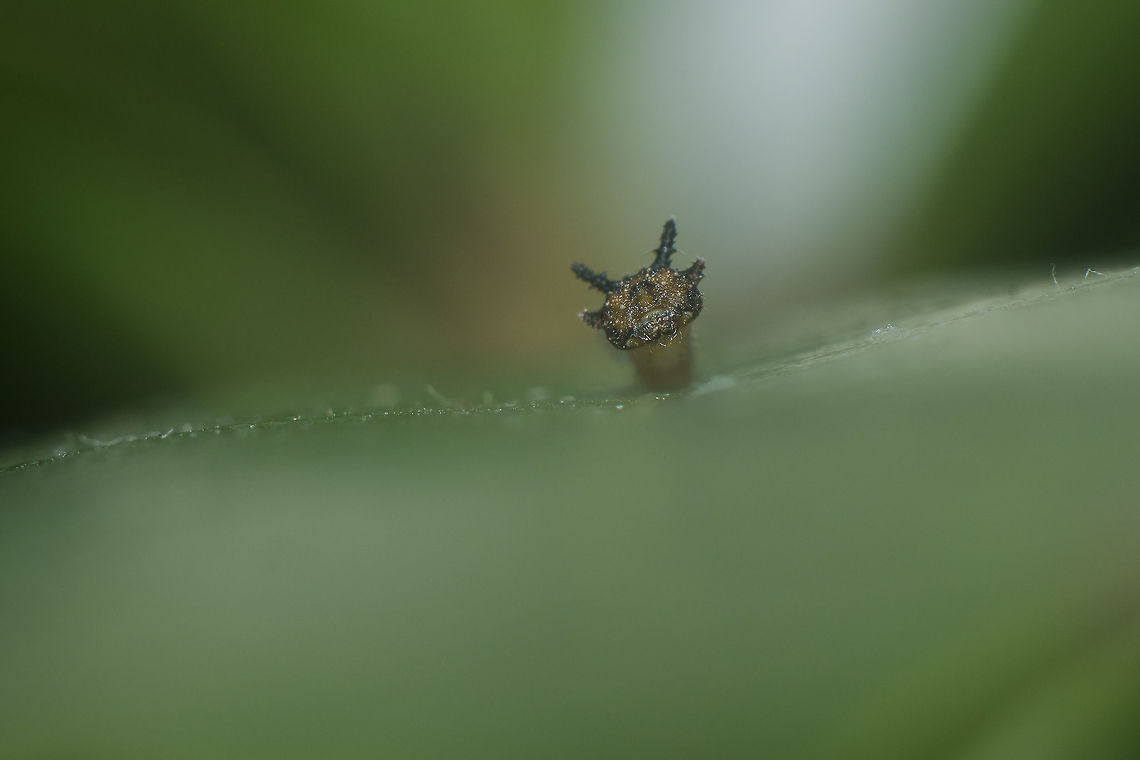 Good morning :) Charaxes jasius, 1st instar caterpillar.<br />
<br />
More photos here:<br />
<figure class="photo"><a href="https://www.jungledragon.com/image/62353/outside_the_egg.html" title="Outside the egg"><img src="https://s3.amazonaws.com/media.jungledragon.com/images/2527/62353_thumb.jpg?AWSAccessKeyId=05GMT0V3GWVNE7GGM1R2&Expires=1759968010&Signature=6Tl4J6BMNwwmVdU1bttLLkZqK%2B0%3D" width="200" height="134" alt="Outside the egg Charaxes jasius, 1st instar caterpilar. The remnants of the egg are seen at the right side. Charaxes jasius,Two-tailed Pasha,biodiversity,butterfly,caterpillar,insecta,insects,lepidoptera,nymphalidae,rhopalocera,summer" /></a></figure><br />
<figure class="photo"><a href="https://www.jungledragon.com/image/62355/the_egg_i.html" title="The egg I"><img src="https://s3.amazonaws.com/media.jungledragon.com/images/2527/62355_thumb.jpg?AWSAccessKeyId=05GMT0V3GWVNE7GGM1R2&Expires=1759968010&Signature=ks3MV8I%2FWLAnpsg%2BeFBVKdqbWlo%3D" width="200" height="134" alt="The egg I  Charaxes jasius,Eggs,Two-tailed Pasha,biodiversity,butterfly,caterpillar,insecta,insects,lepidoptera,nymphalidae,rhopalocera,summer" /></a></figure><br />
<figure class="photo"><a href="https://www.jungledragon.com/image/62356/the_egg_ii.html" title="The egg II"><img src="https://s3.amazonaws.com/media.jungledragon.com/images/2527/62356_thumb.jpg?AWSAccessKeyId=05GMT0V3GWVNE7GGM1R2&Expires=1759968010&Signature=HUgx27oq%2B2JKkwvkbKBawW7aaIA%3D" width="200" height="134" alt="The egg II Charaxes jasius egg, top view Charaxes jasius,Two-tailed Pasha,biodiversity,butterfly,caterpillar,eggs,insecta,insects,lepidoptera,nymphalidae,rhopalocera,summer" /></a></figure> Charaxes jasius,Two-tailed Pasha,biodiversity,butterfly,caterpillar,insecta,insects,lepidoptera,nymphalidae,rhopalocera,summer