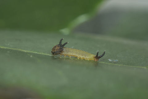 Outside the egg Charaxes jasius, 1st instar caterpilar. The remnants of the egg are seen at the right side. Charaxes jasius,Two-tailed Pasha,biodiversity,butterfly,caterpillar,insecta,insects,lepidoptera,nymphalidae,rhopalocera,summer