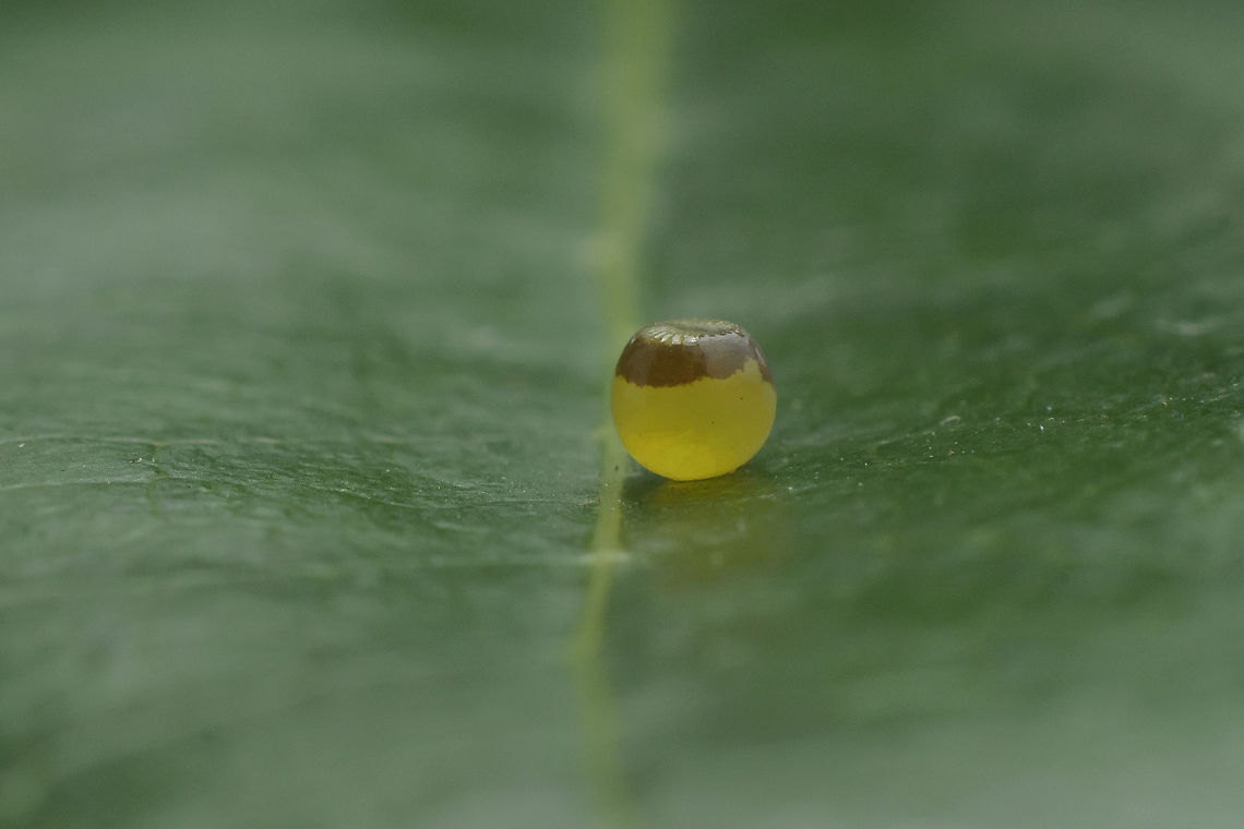 The egg I  Charaxes jasius,Eggs,Two-tailed Pasha,biodiversity,butterfly,caterpillar,insecta,insects,lepidoptera,nymphalidae,rhopalocera,summer