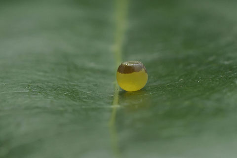 The egg I  Charaxes jasius,Eggs,Two-tailed Pasha,biodiversity,butterfly,caterpillar,insecta,insects,lepidoptera,nymphalidae,rhopalocera,summer