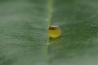 The egg I Charaxes jasius,Eggs,Two-tailed Pasha,biodiversity,butterfly,caterpillar,insecta,insects,lepidoptera,nymphalidae,rhopalocera,summer